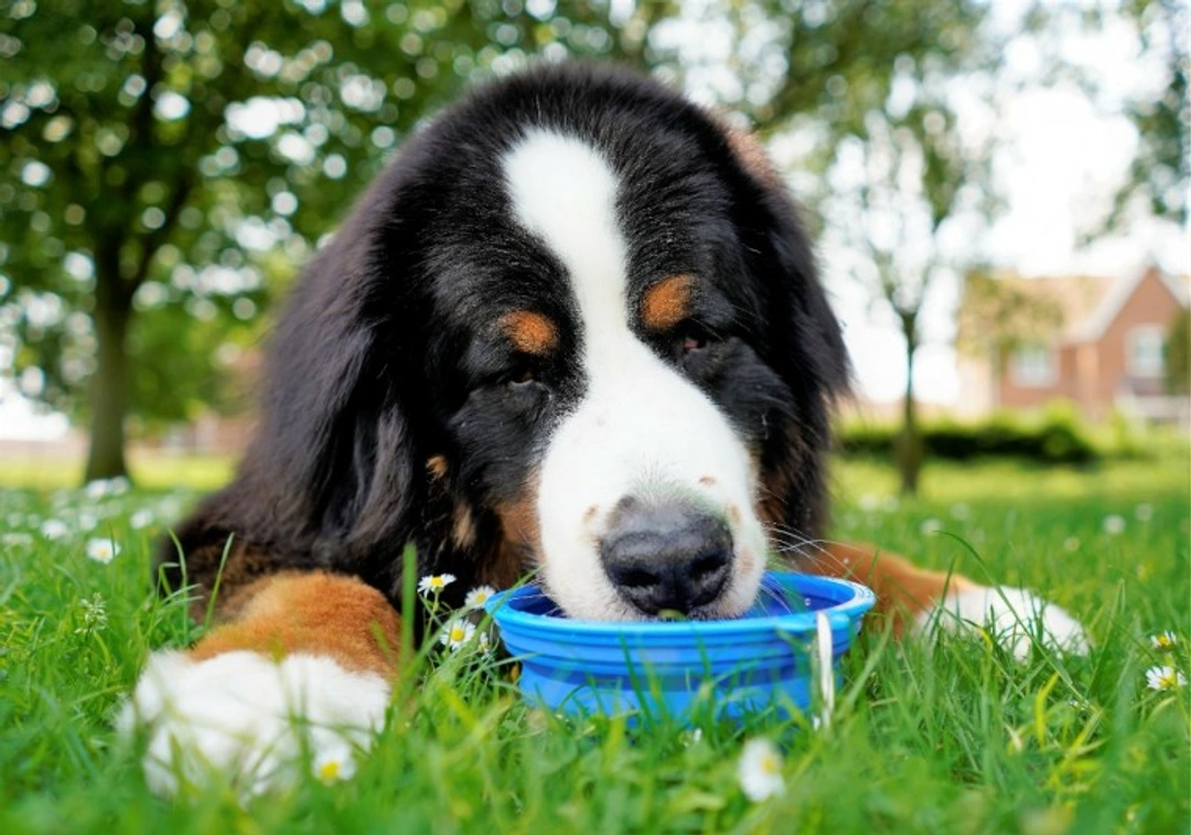 How to keep your dog hydrated in summer