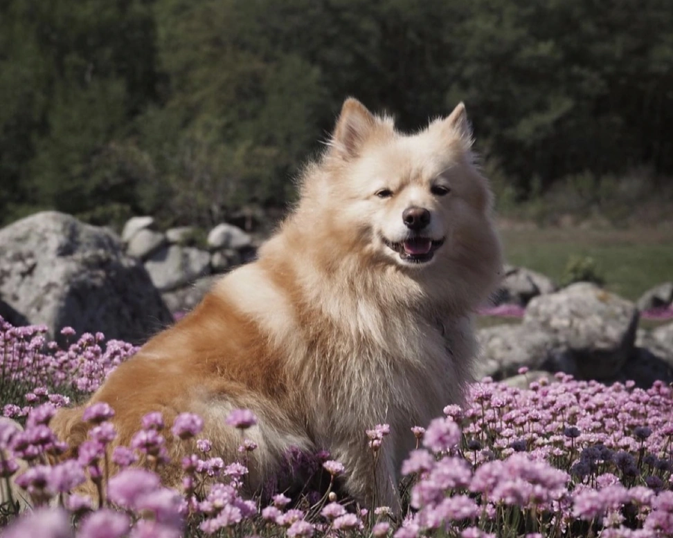 How pet owners can make a difference on Earth Day