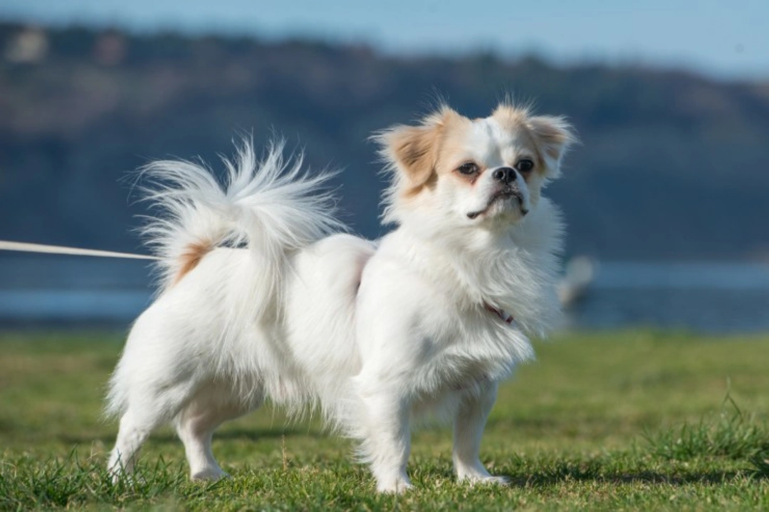 Sandhoff Disease DNA Testing Guide for Japanese Chin