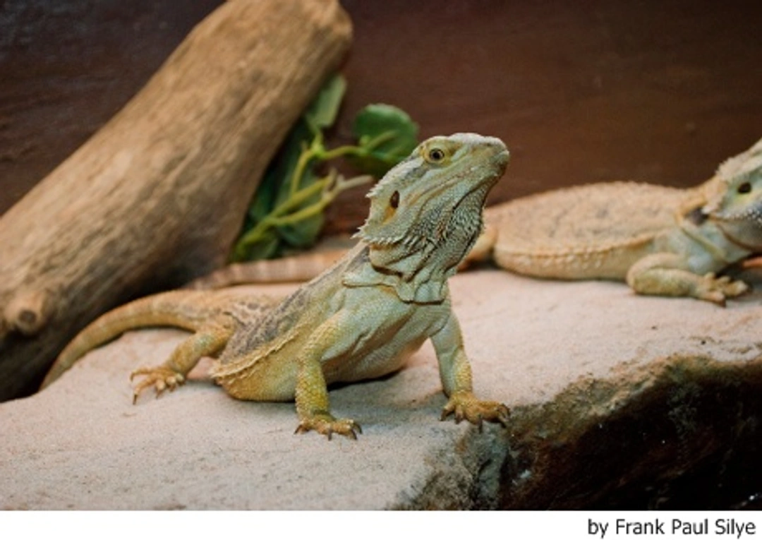 Enfermedades de los dragones barbudos y lagartos de collar
