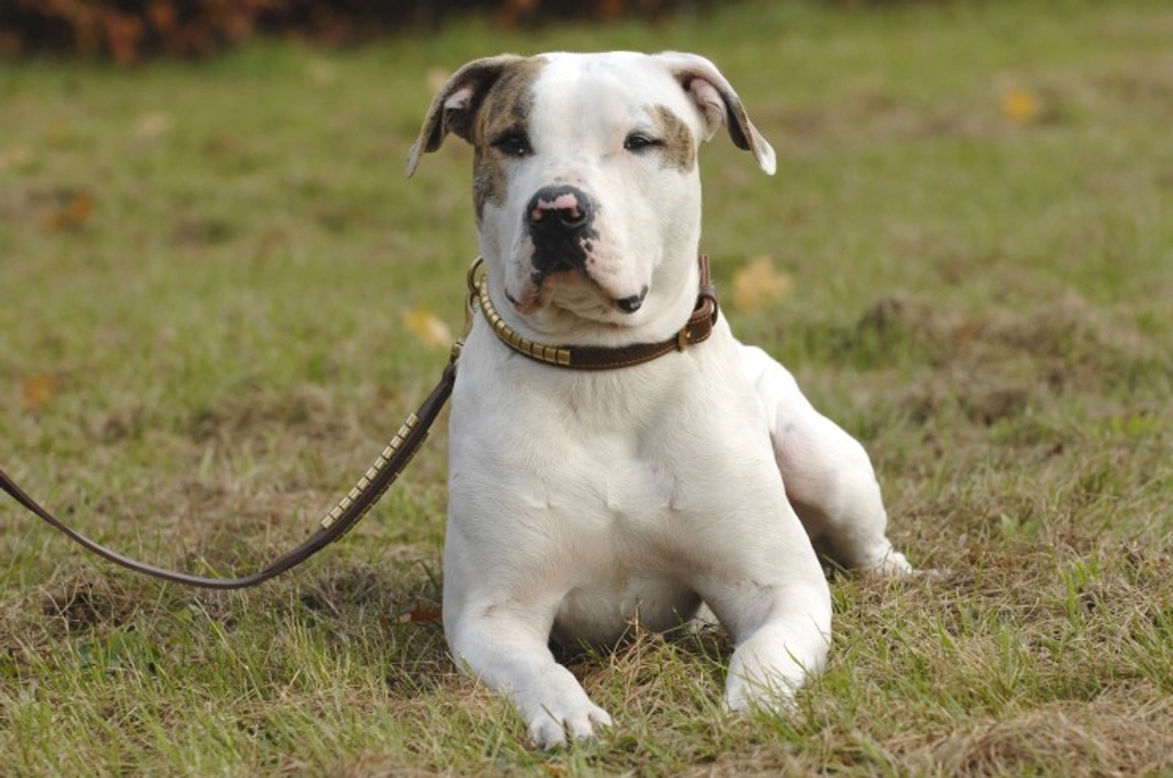 Ichthyosis DNA Health Testing for American Bulldogs