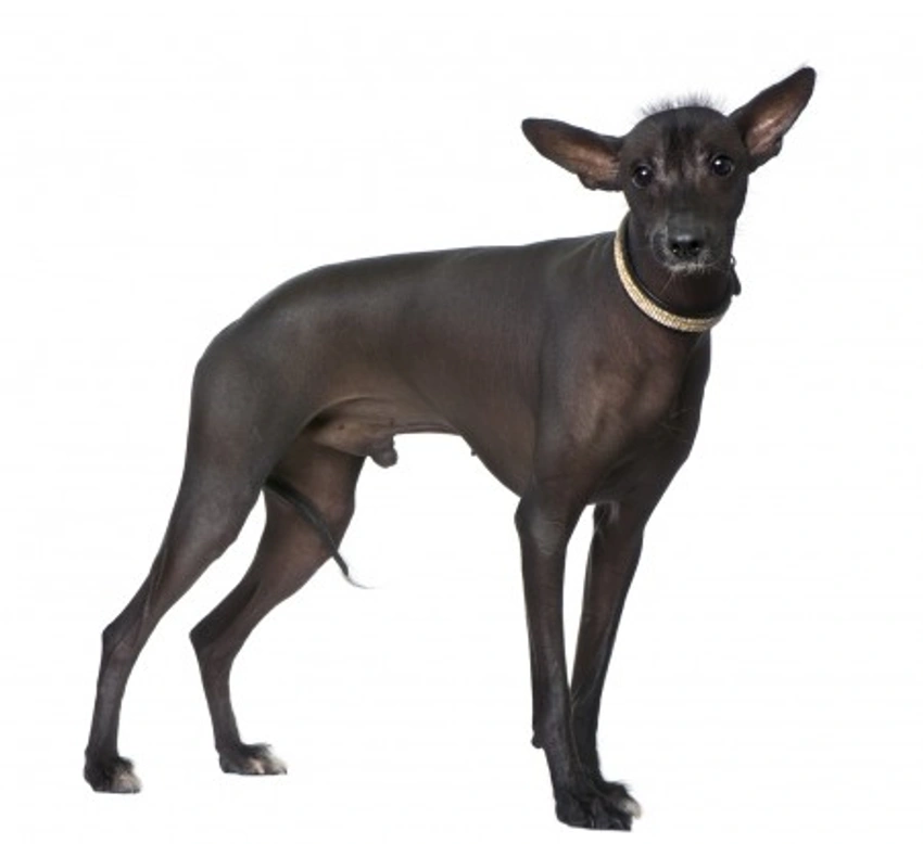 Guide to the Peruvian Inca Orchid Hairless Dog in America