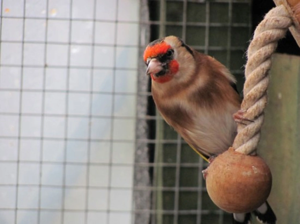 Keeping British Birds as Pets: Laws, Care & Ethics