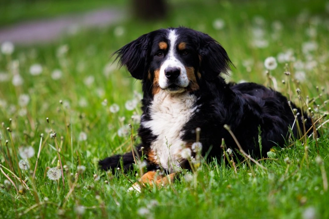 Can dogs get tuberculosis? What UK owners should know