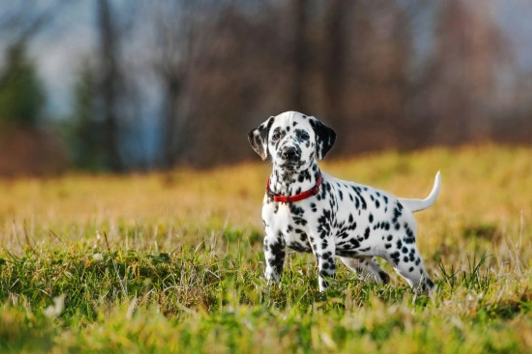 Dalmatian Puppies: How to Avoid Over-Exercising