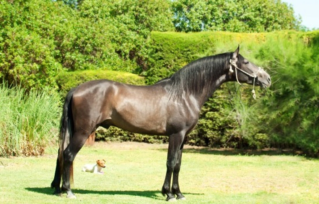 The Andalusian Horse: Royal Heritage & Classic Dressage Star