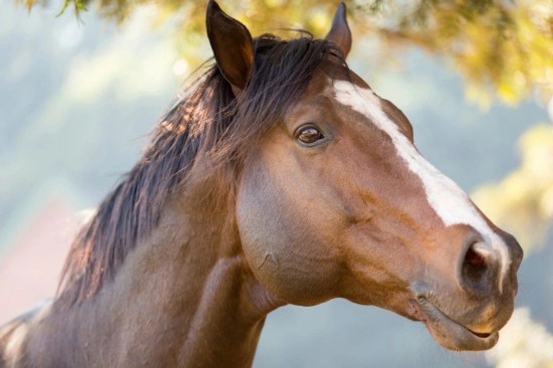 Has Your Horse Got a Hearing Problem? Signs & Diagnosis Guide