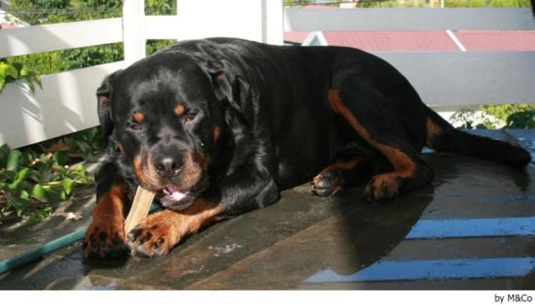 Alimentación del Rottweiler: qué come y cuánto debe comer