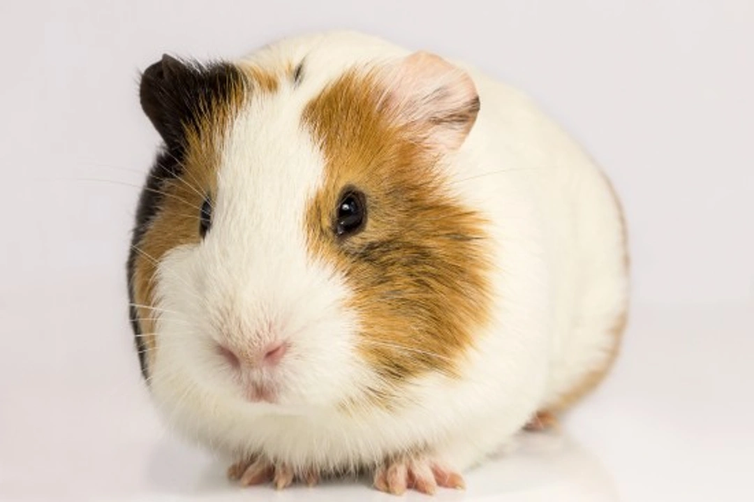 Top Guinea Pig Skincare Tips for Healthy Coat & Skin