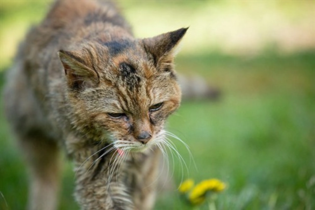 Poppy, la gata más longeva del mundo