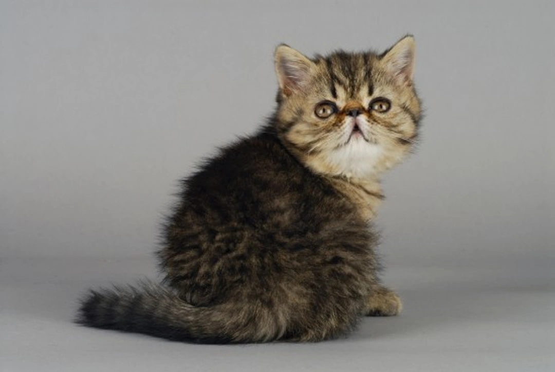 Flat-Faced Cats: Health Issues & Care Guide