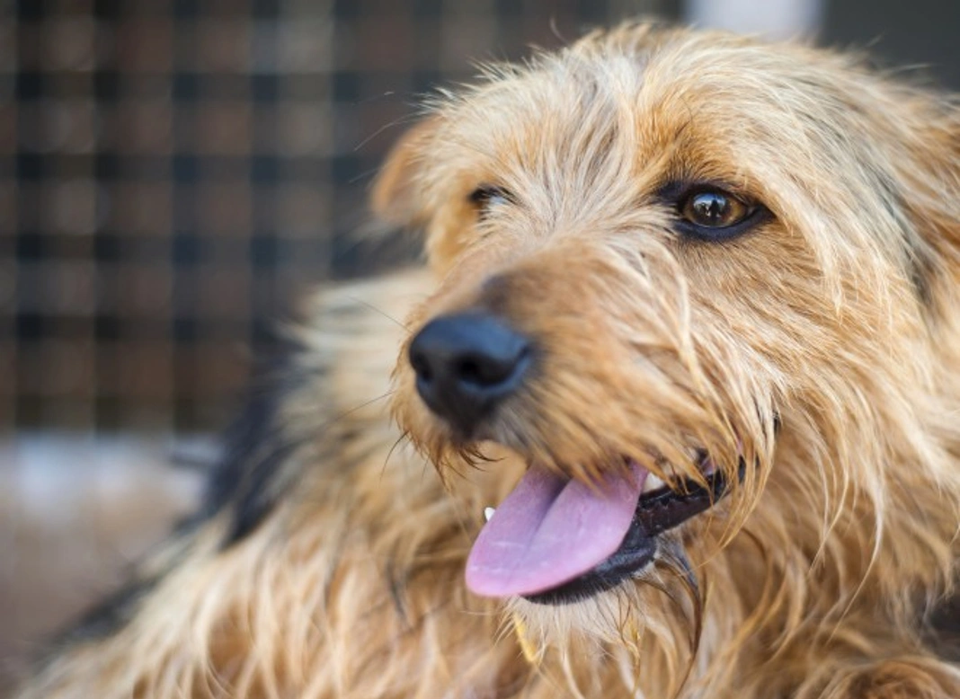 Five Common Myths About Cat and Dog Rehoming Centres