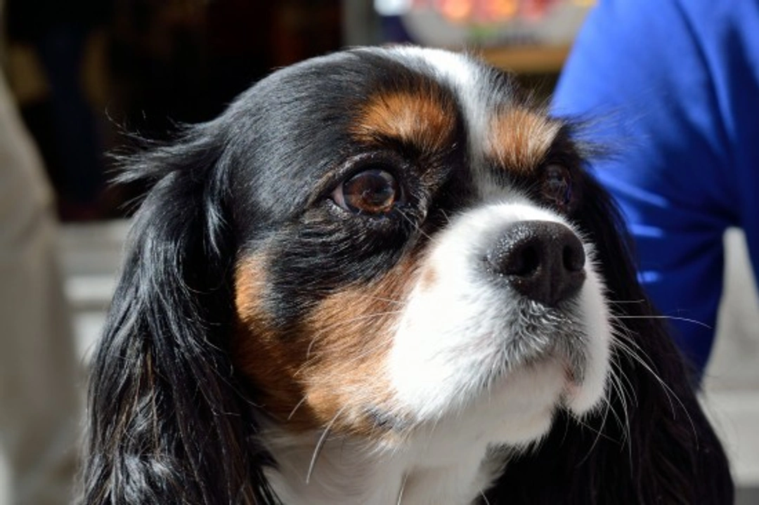 Cavalier King Charles Spaniel Health & Longevity Guide