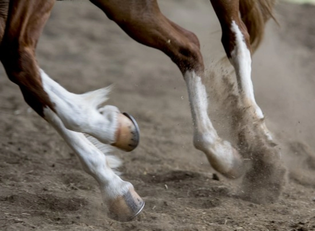 Common Knee Injuries in Horses: Causes and Care