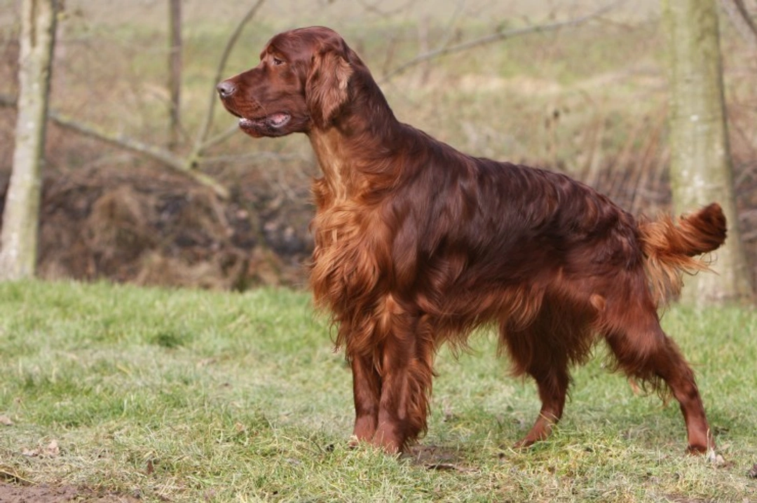 Progressive Retinal Atrophy (PRA-RCD1) Testing in Irish Setters