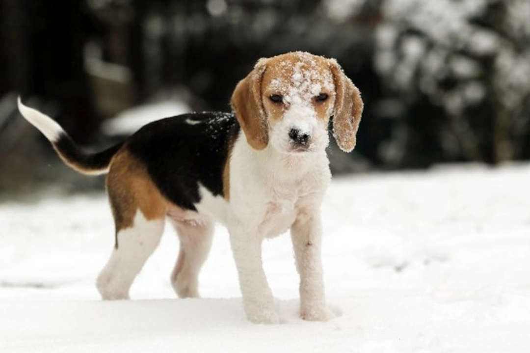 Winter Care Tips to Keep Dogs Happy & Healthy