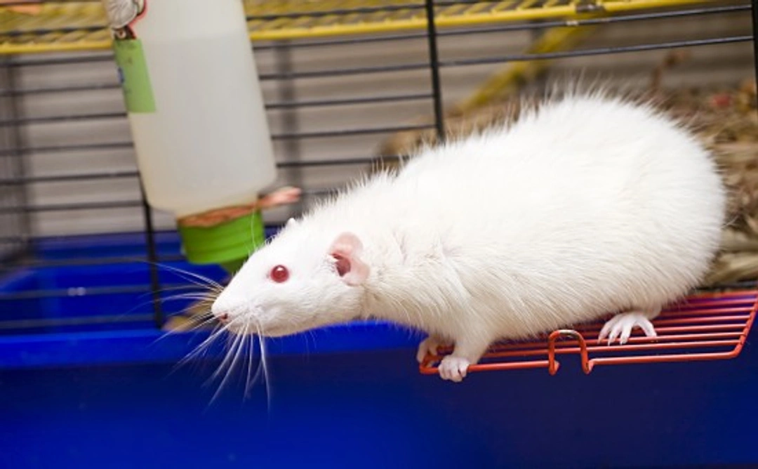 Effective Tips to Keep Your Pet Rats Cool During Summer