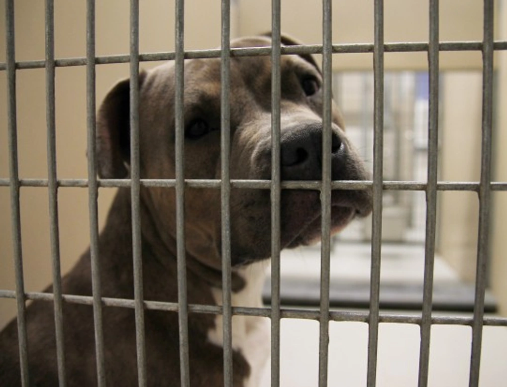 All About Dog Rescue Centres: Finding Your New Best Friend