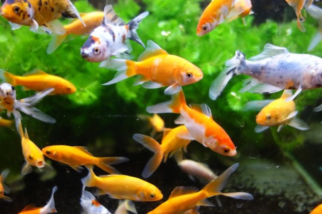 The behaviour of pet fish decoded: 9 signs explained