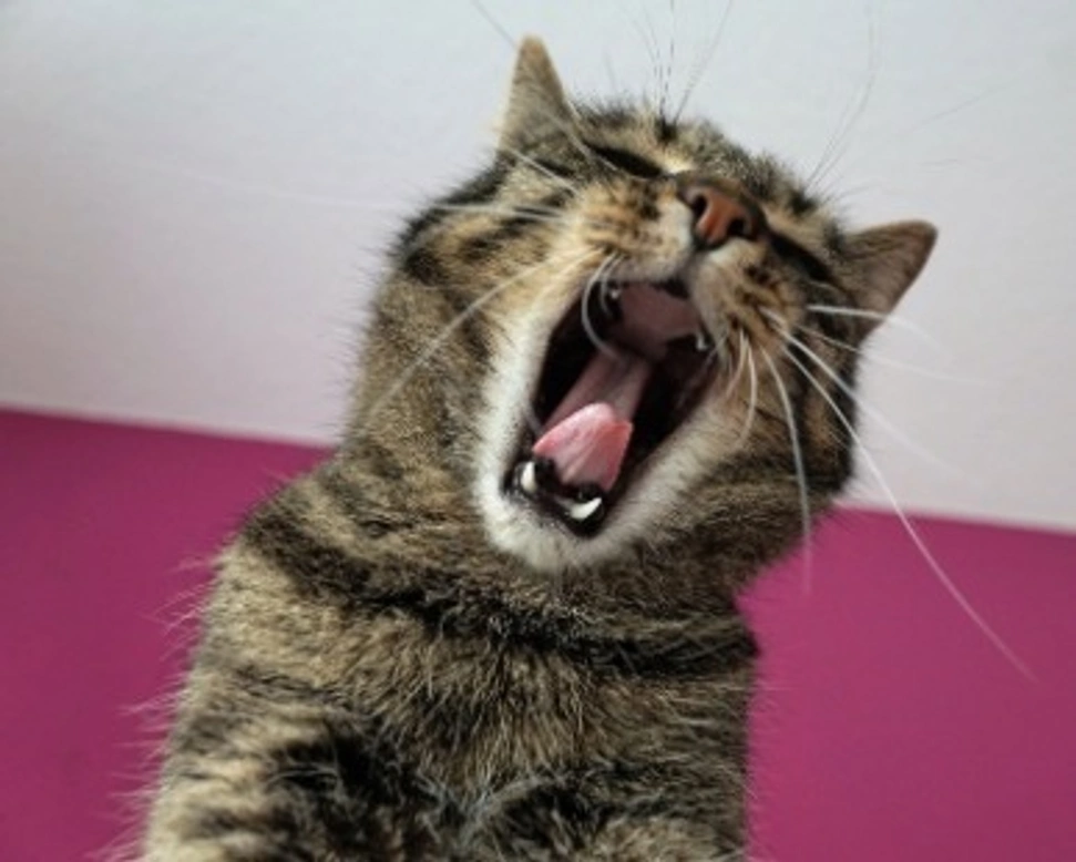 Gatti giganteschi, dal Savannah al Maine Coon