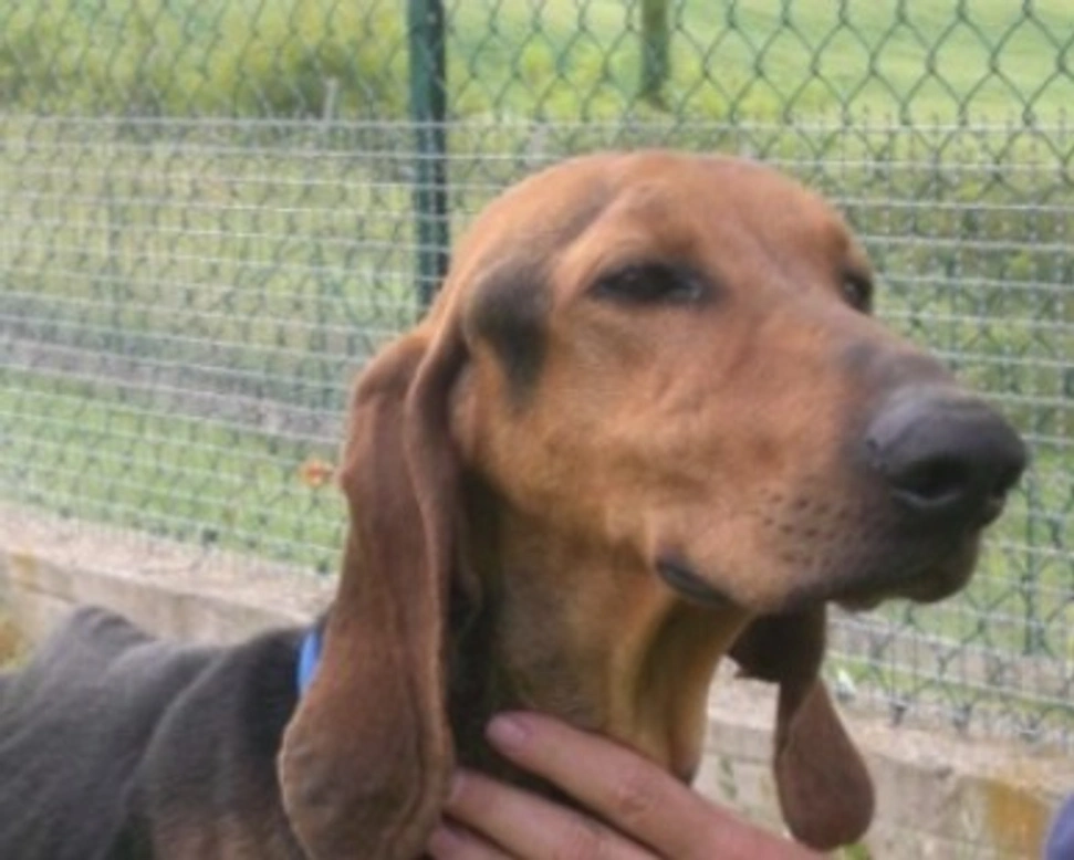 Adozioni cani: la storia di Mozart, segugio abbandonato