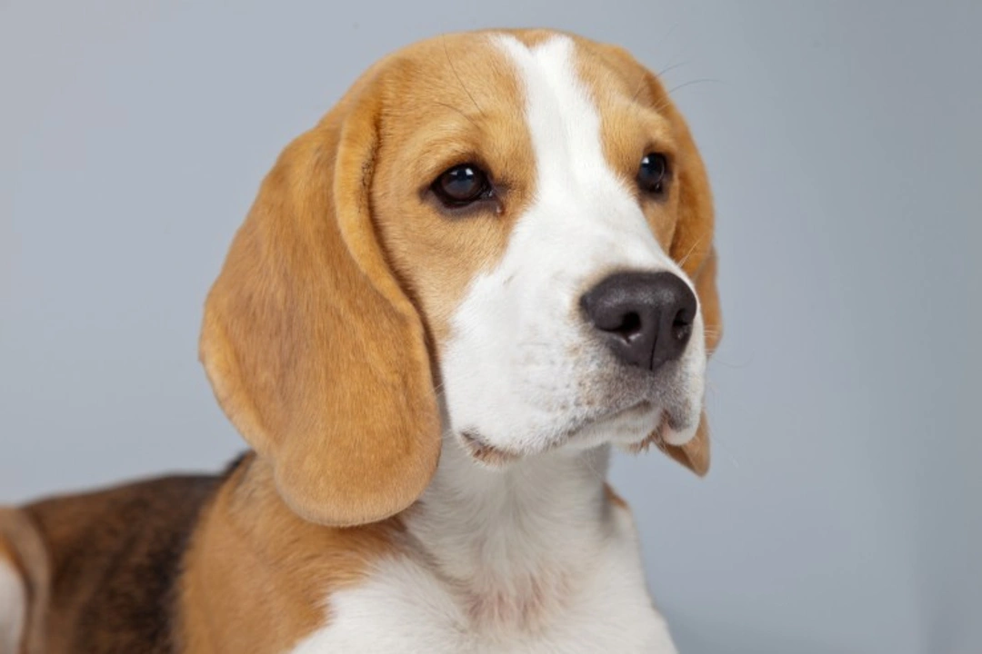 Effective Tips for Training Your Beagle Puppy in the USA