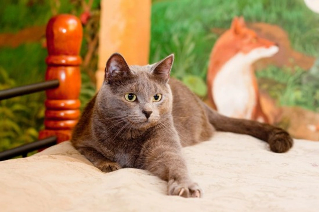 How to stop your cat from scratching indoors effectively