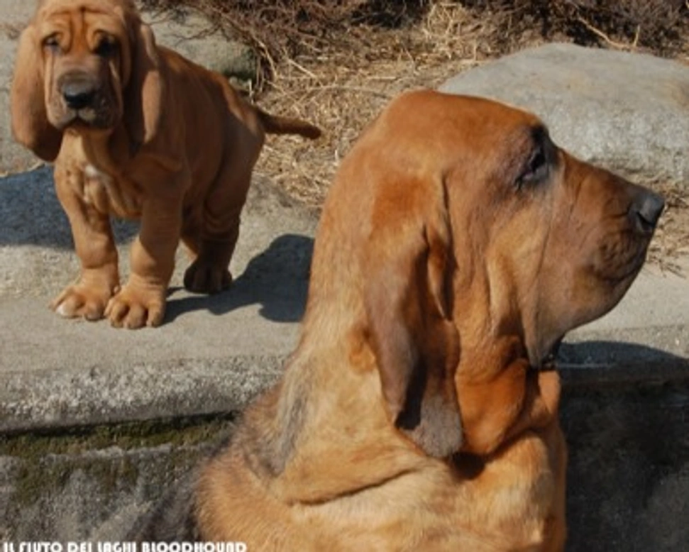 Il Bloodhound o Cane di S. Hubert, tra storia e leggenda