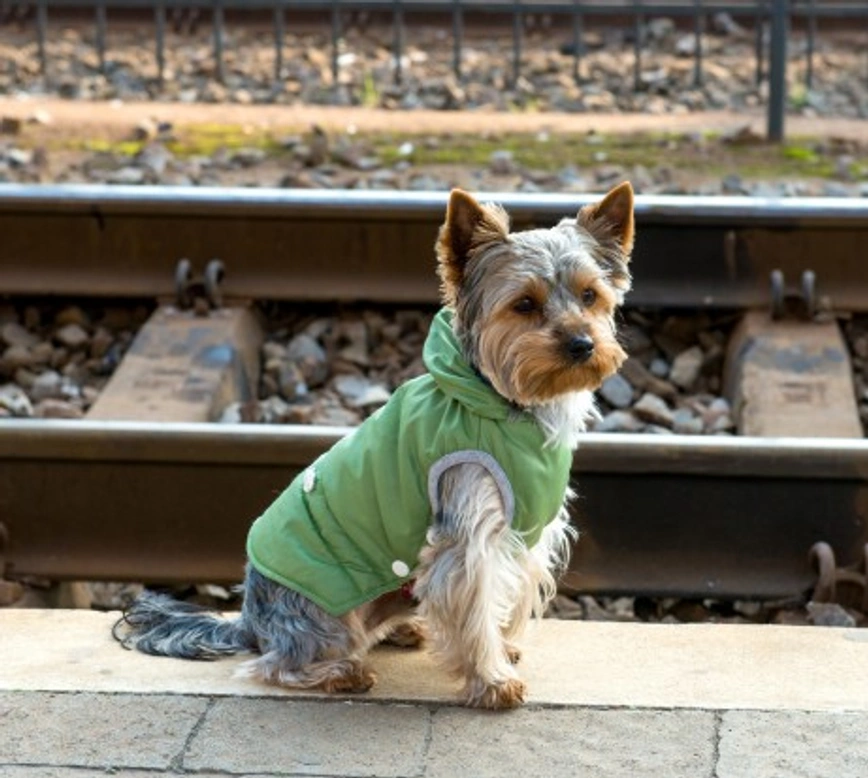 Train Travel with Dogs: Tips for Safe Trips in the USA
