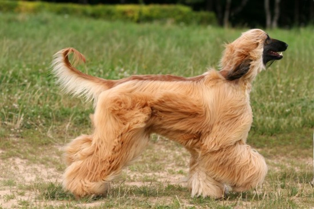 Choosing the longhaired dog breed that's right for you