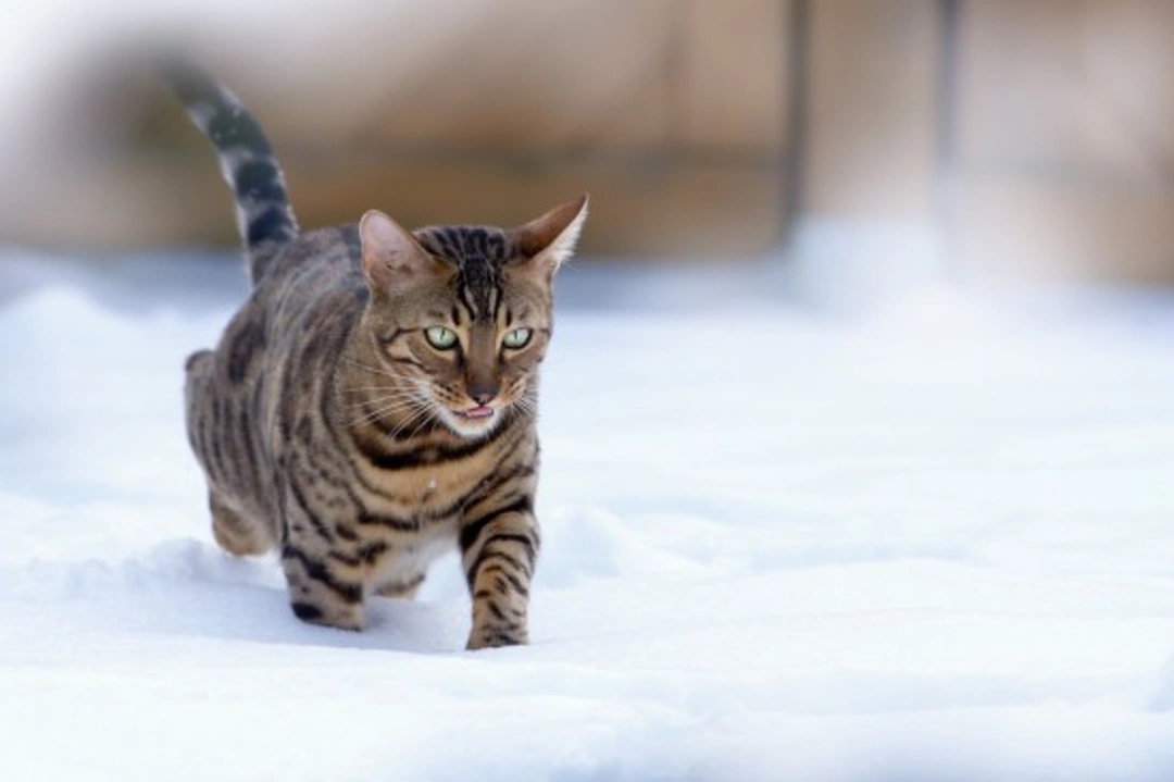 How to Care for Your Cat During Winter Months
