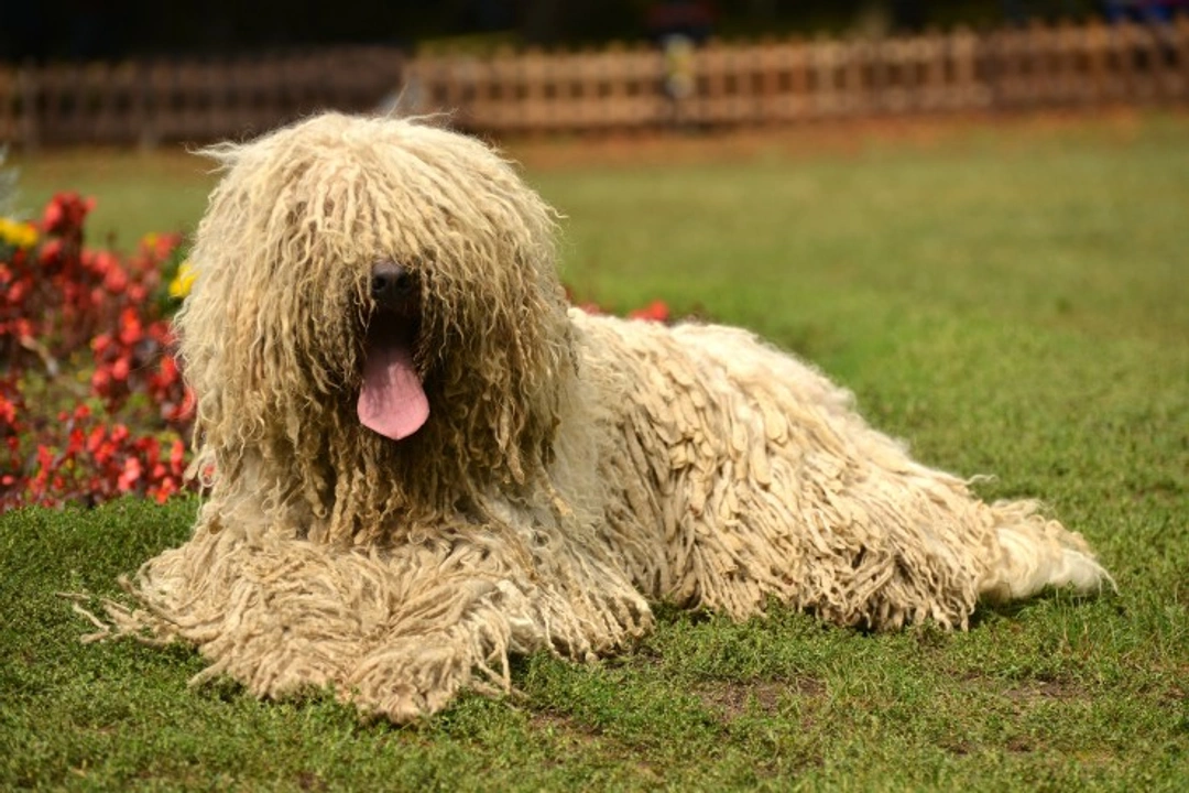 Komondor vs Hungarian Puli: Key Differences & Care Guide