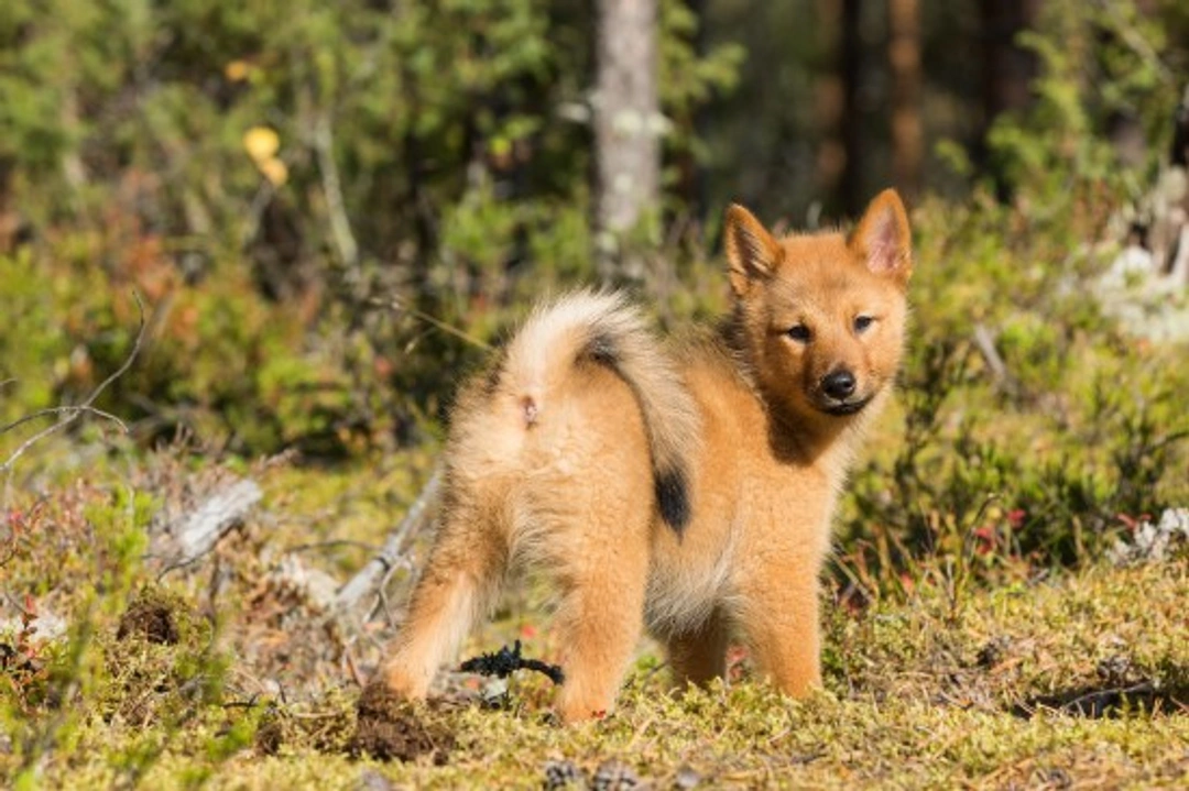 Finnish Spitz Health, Hereditary Traits & Lifespan Guide