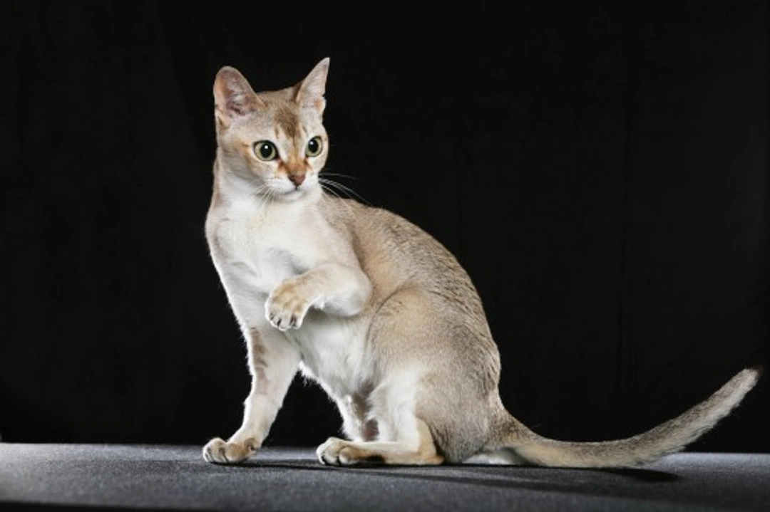 Singapura Cat Breed: Size, Temperament & Care Guide