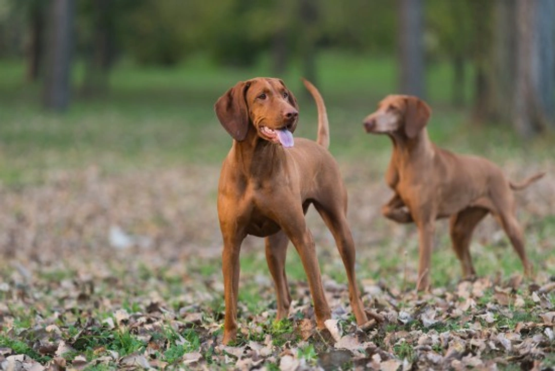 Should unspayed female dogs be kept apart during season?