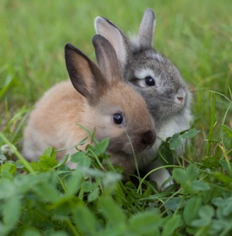 Mating, Gestation and Birth of Small Breed Rabbits: A Complete Guide