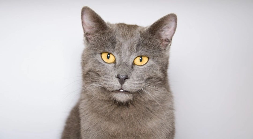 Top Tips to Clean Up After Your Kitty Easily