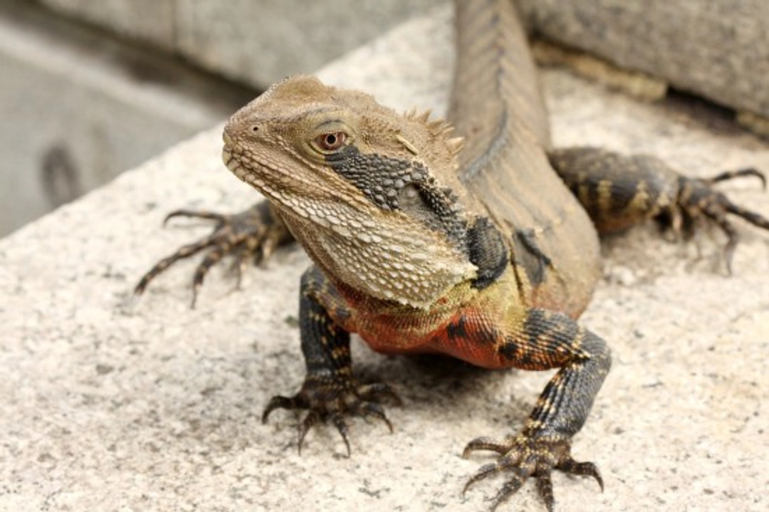 Recognising & Treating Worms in Reptiles: A Complete Guide