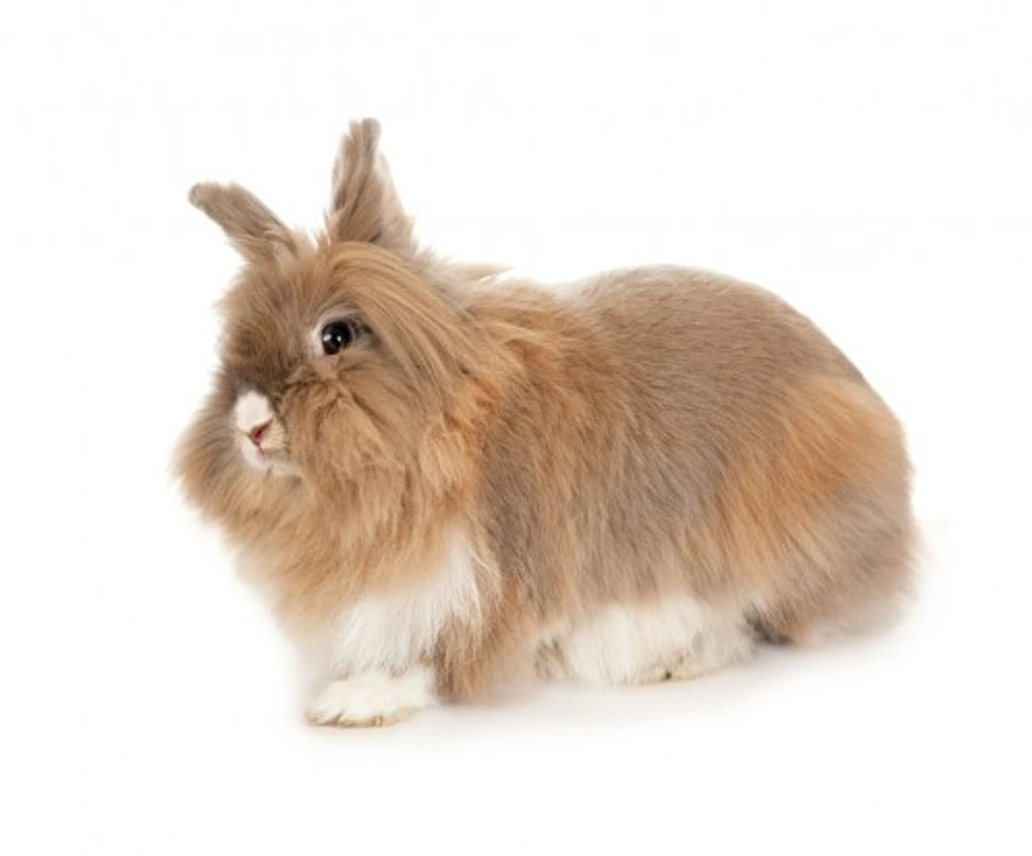 Complete Guide to Showing Rabbits Successfully