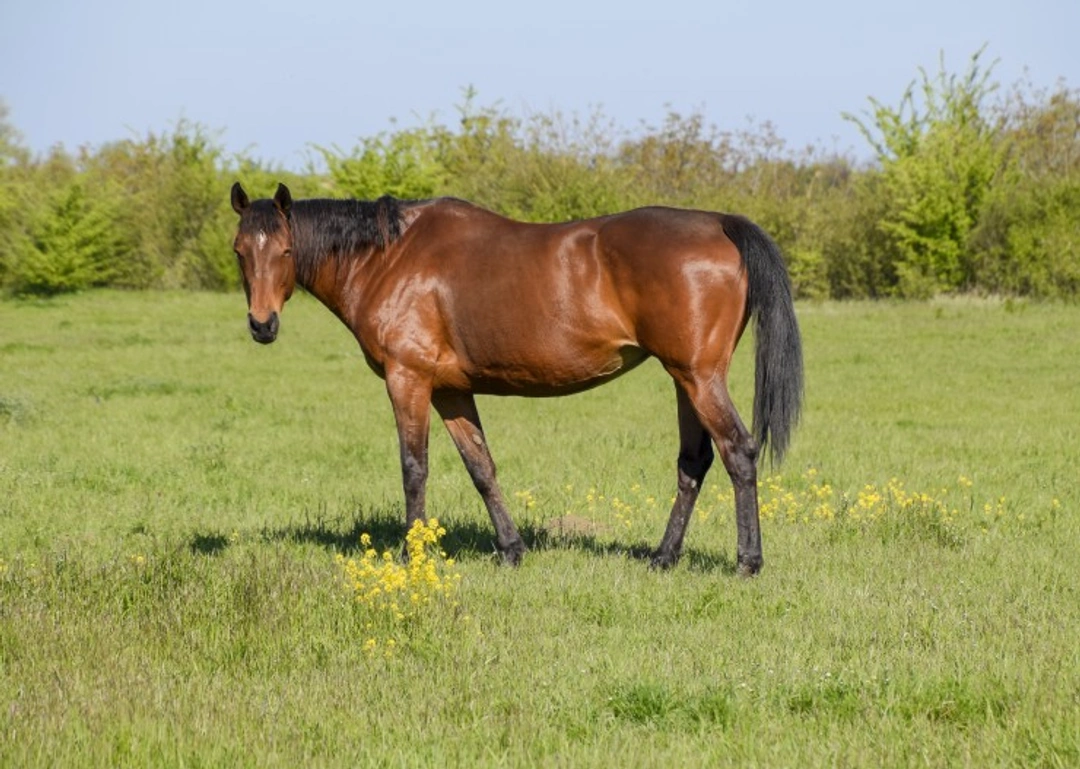 Lameness in Horses: Recognise, Treat and Prevent Pain