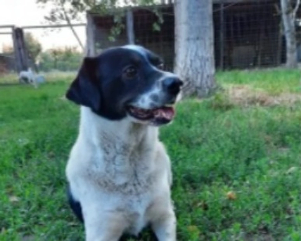 Adozioni cani: la storia di Coffee, adorabile cane che cerca una casa