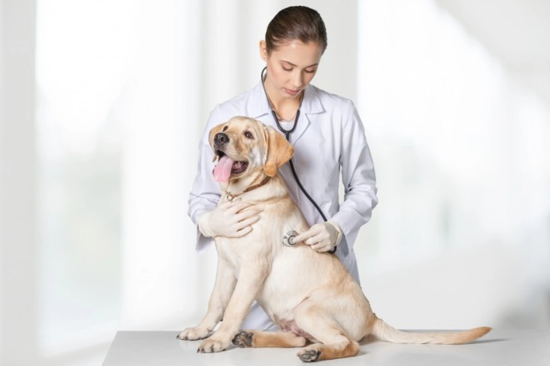 Why Dogs Might Not Urinate After Surgery: Key Reasons & Care