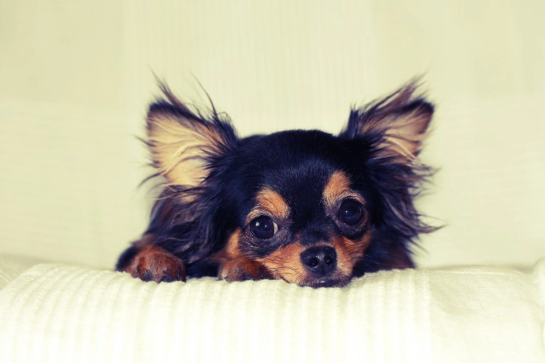 5 Ways to Keep Your Chihuahua Safe and Comfortable at Home