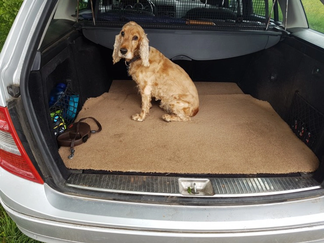 Why does my dog whine and cry in the car? Causes & Solutions