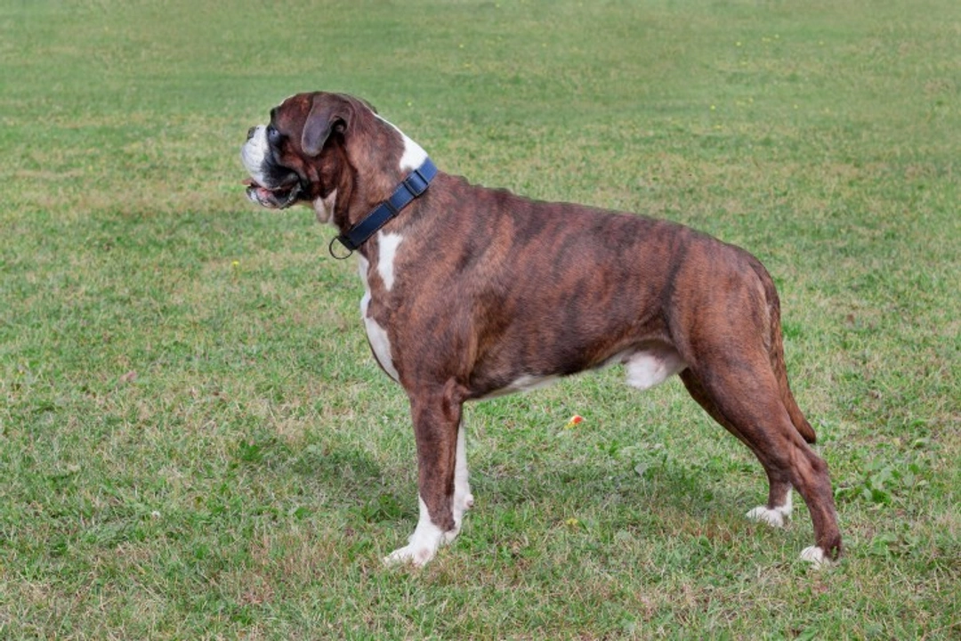 Brindle Boxer Dog Colors: 2025 US Breed Guide