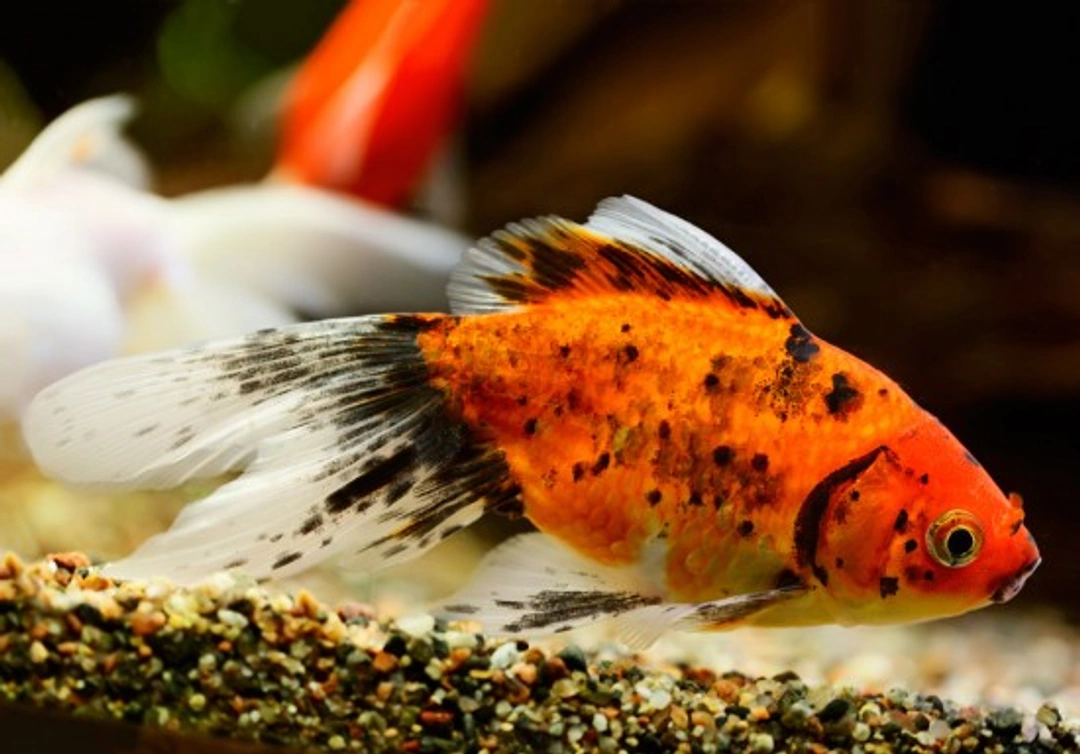 Bacterial Ulcers in Fish: Causes, Treatment & Prevention