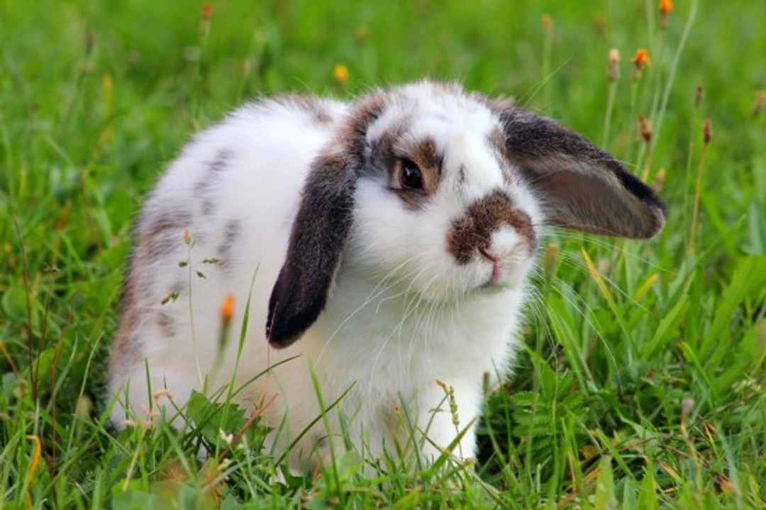 40 Fascinating Facts About Rabbits You Should Know