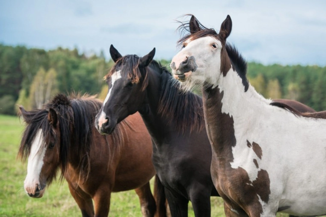 Guide to Coloured Horses in the UK: Types, Showing & Breeds