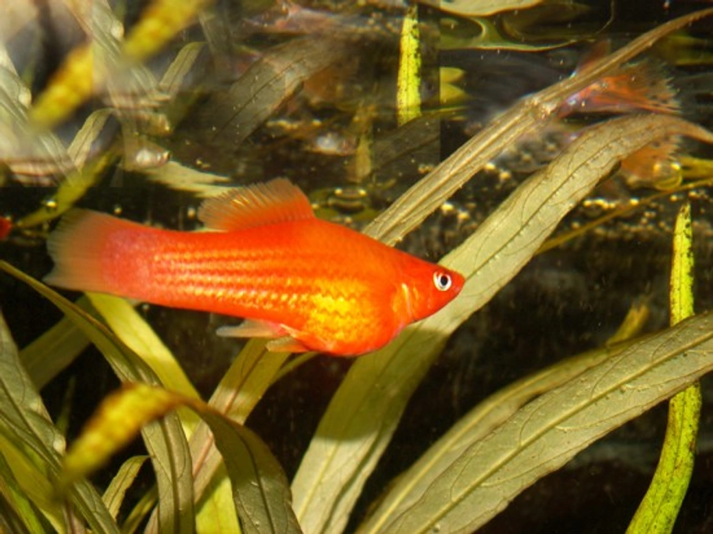 Breeding Fish: Beginner's Step-by-Step Guide