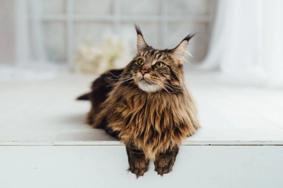 Feline Coronavirus and FIP in UK Cats: 5 Essential 2025 Facts